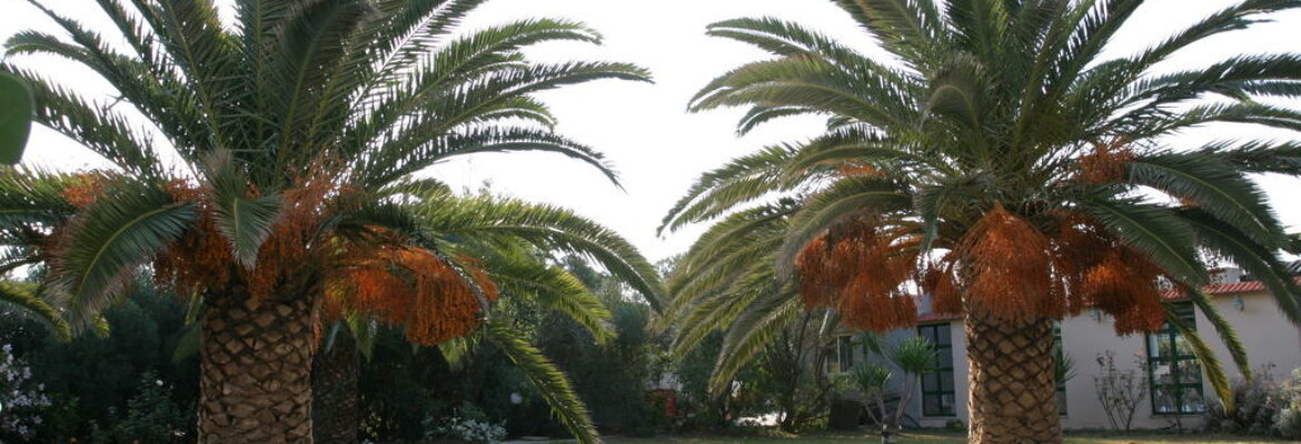 Gorgona Hotel